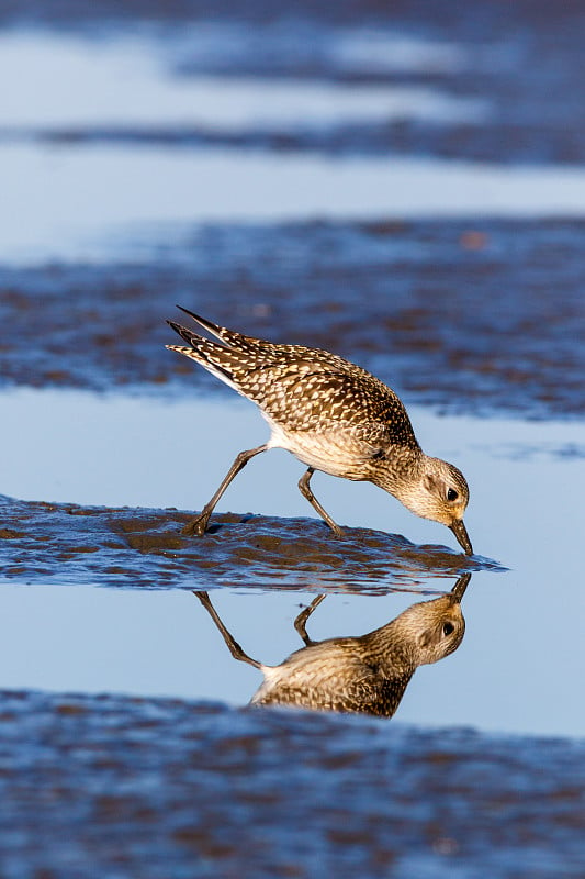 灰鸻(Pluvialis squatarola)。