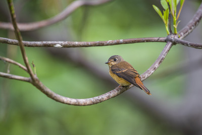 鸟(Ferruginous Flycatcher, Muscicapa ferruginea)红糖色