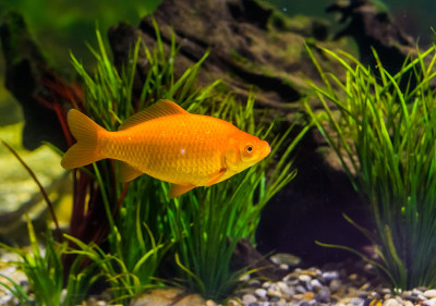 金色的鱼儿在水中游泳，是水族箱中流行的宠物、观赏鱼