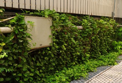 植物和管