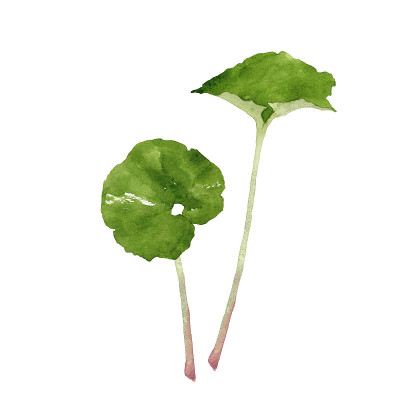 水彩蜂斗菜