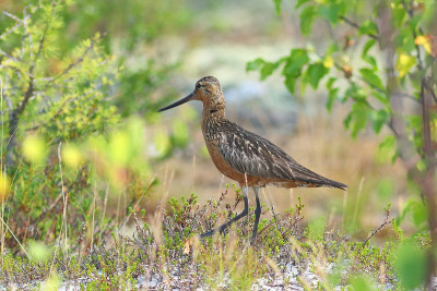 Limosa lapponica。亚马尔上的一只雄鸟