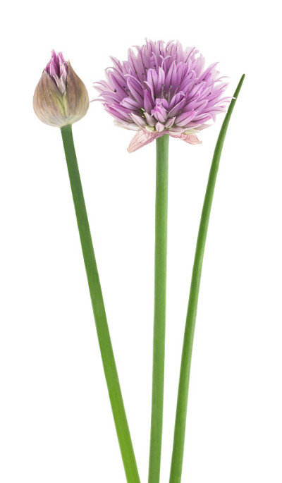 细香葱花