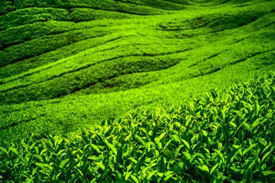 茶园