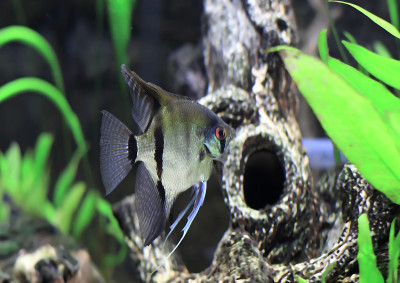 水族鱼-白鳞鱼