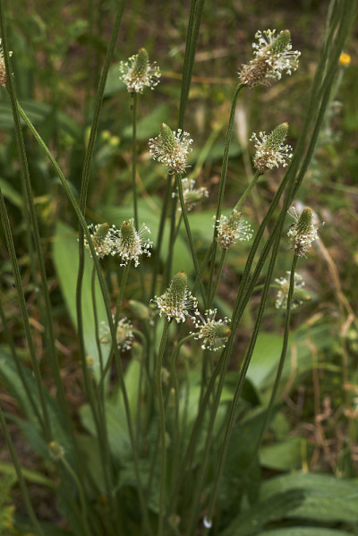 Plantago生长状况