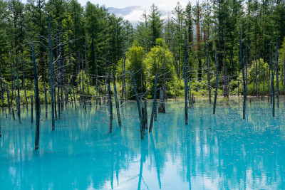 初夏碧池碧水