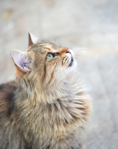 棕色栗鼠猫，彩色眼睛朝右