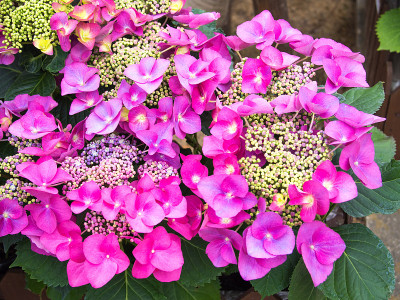 绣球花