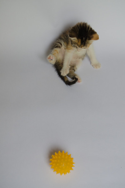 小猫坐着玩球