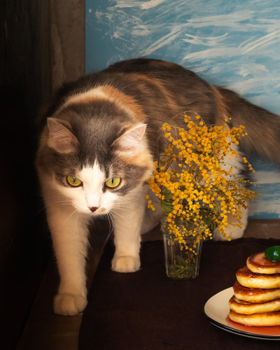 一只毛茸茸的小龟猫爬上了桌子，桌上放着一个盘子，上面放着煎饼和一束含羞草，桌子已经铺满了