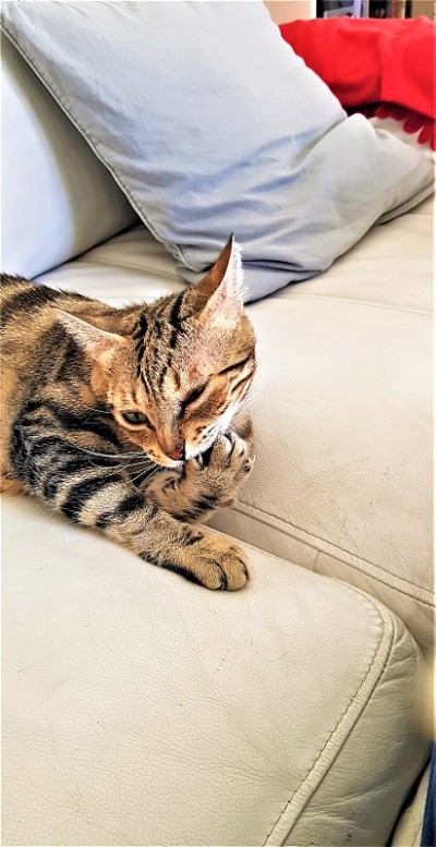 好可爱的猫