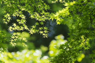 绿色的季节。森林里的树。
