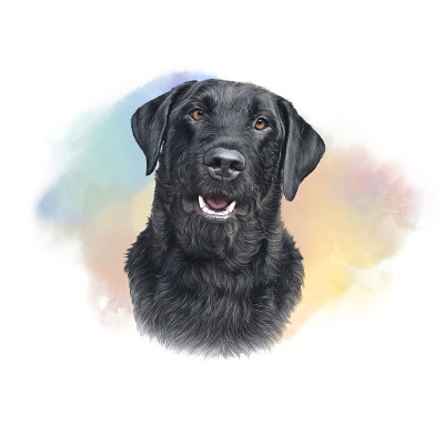 黑色拉布拉多寻回犬