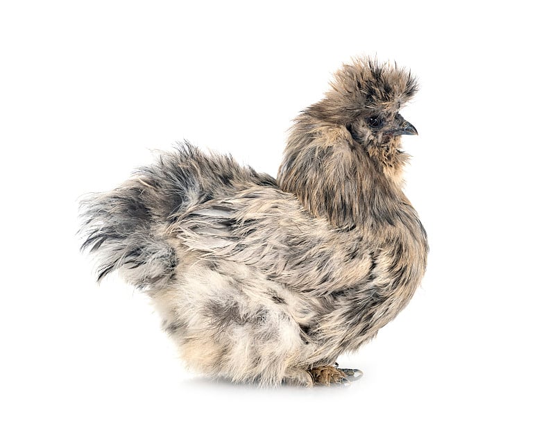 飞溅Silkie