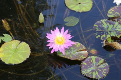 睡莲花。