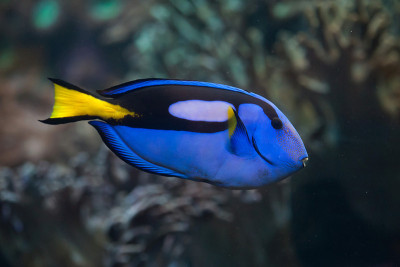 蓝surgeonfish(副肝)。