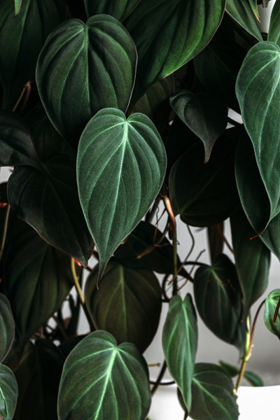 热带植物