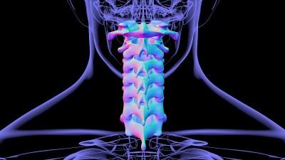 人体骨骼脊柱颈椎解剖3D