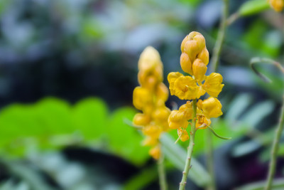 黄花癣灌木或蜡烛灌木花或