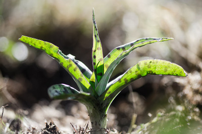普通斑点兰花(Dactylorhiza fuchsii)叶与精选