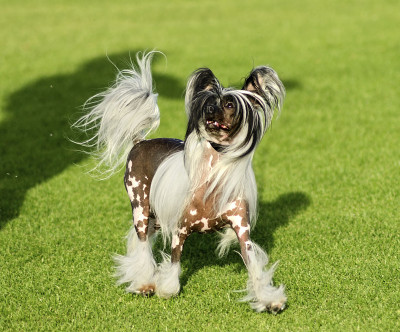 中国冠毛犬的狗