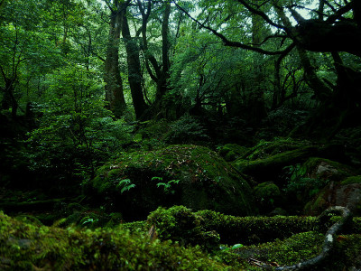屋久