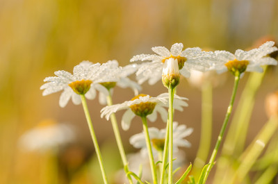白色雏菊或白菊花俗滴