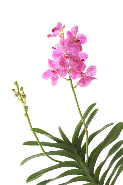 粉色兰花