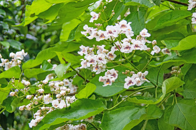 梓树，白花绿叶