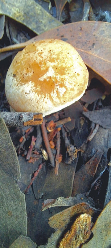 Beechworth,维多利亚,澳大利亚