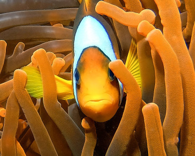 埃及的一种红海海葵鱼(海葵海葵属)