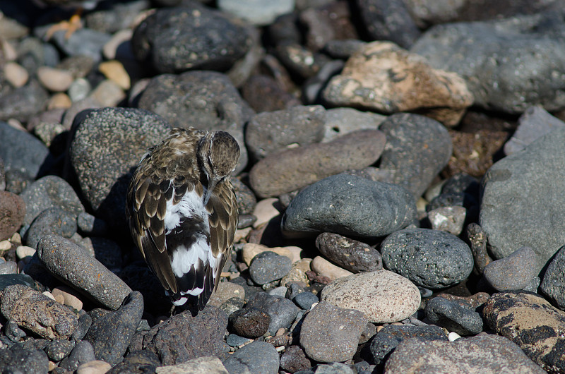 红润的turnstone (Arenaria解释)梳理。