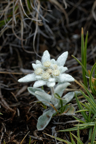 雪绒花