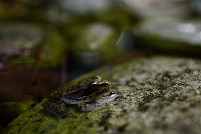 青蛙