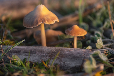 致幻的自由帽蘑菇或半裸盖在绿色的草地背景近处。