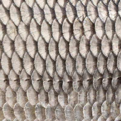 鳞片的鱼