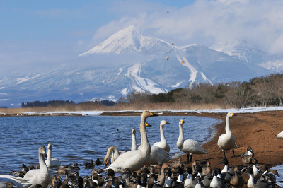 冬季的万代山和稻河城湖，日本