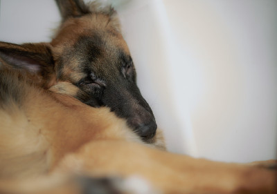 德国牧羊犬睡在地板上复制空的空间