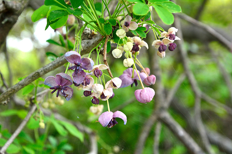 在春天的森林里，巧克力藤(Akebia quinata)的花在akebi藤上绽放