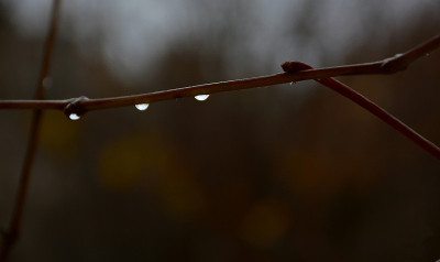 三颗雨滴落在树枝上。新鲜的雨点落在树枝上。