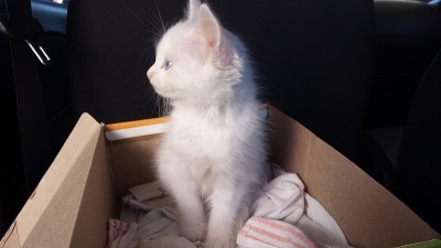 土耳其安哥拉猫