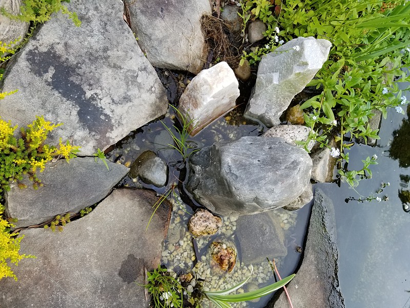 小青蛙