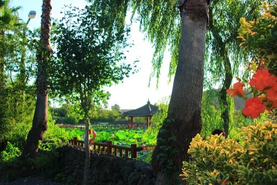 花园，池塘，荷花，