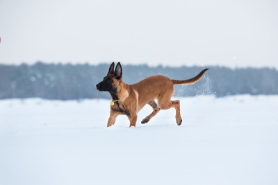 冬天的比利时牧羊犬。下雪的背景。冬季森林