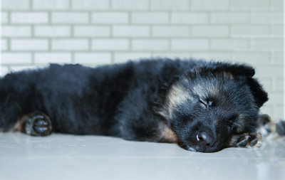 德国牧羊犬小狗小狗睡在墙前的地板上