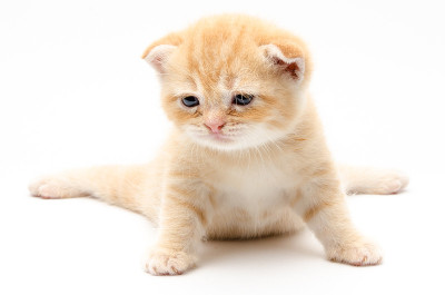 可爱的小猫