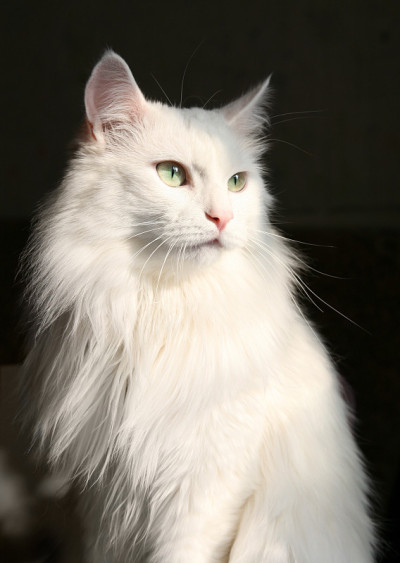 白色的猫