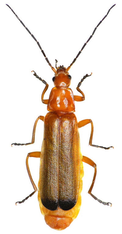白色背景上的红色战士甲虫——Rhagonycha fulva (Scopoli, 1763)