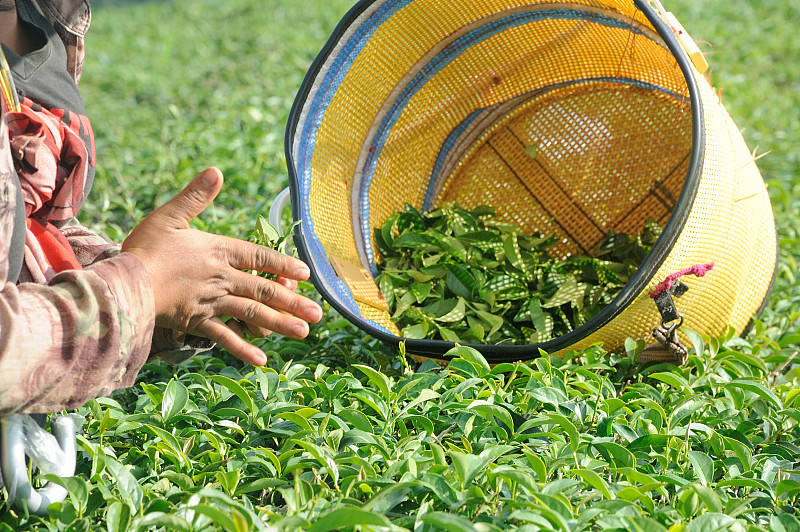在茶园采摘和压碎茶叶的工人